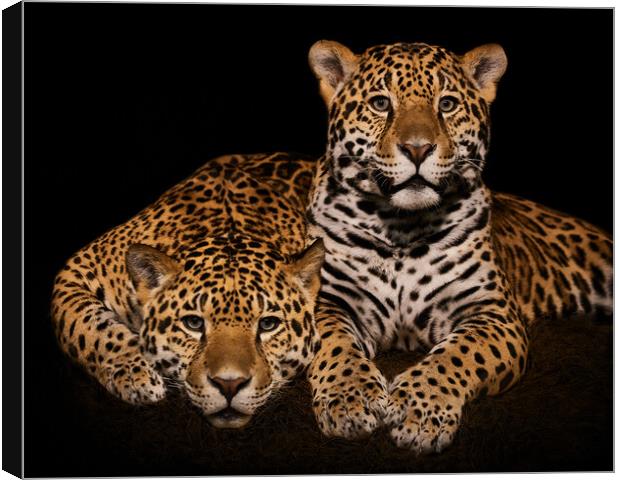 Jaguar Pair IV Canvas Print by Abeselom Zerit