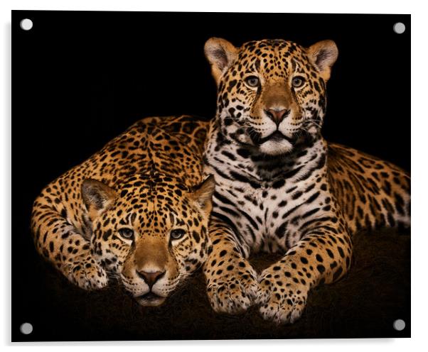 Jaguar Pair IV Acrylic by Abeselom Zerit