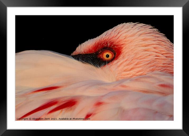 Lesser Flamingo Closeup Framed Mounted Print by Abeselom Zerit