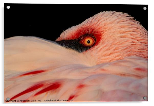 Lesser Flamingo Closeup Acrylic by Abeselom Zerit