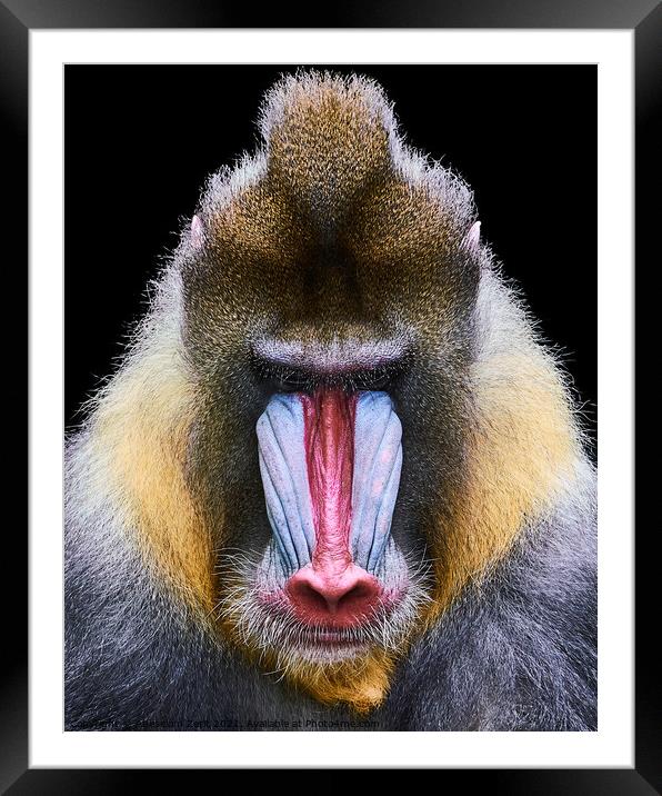 Mandrill XIX Framed Mounted Print by Abeselom Zerit