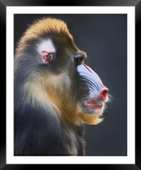 Mandrill XX Framed Mounted Print by Abeselom Zerit