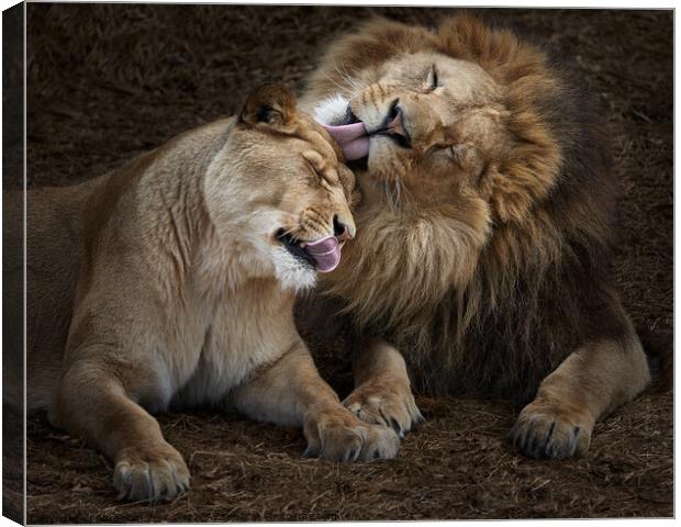 Lion Siblings IV Canvas Print by Abeselom Zerit