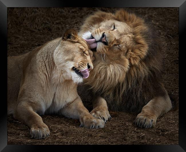Lion Siblings IV Framed Print by Abeselom Zerit