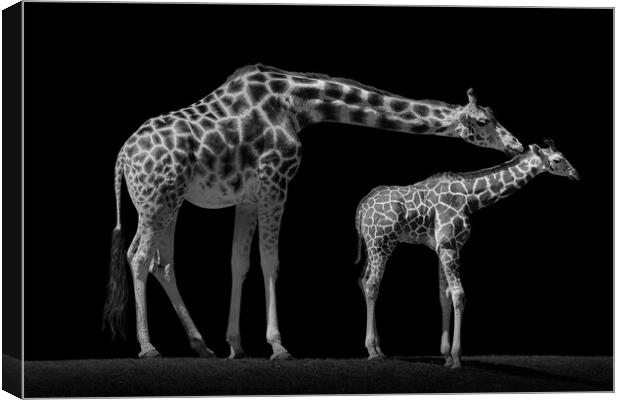 Mother and Baby Giraffe Canvas Print by Abeselom Zerit