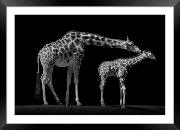 Mother and Baby Giraffe Framed Mounted Print by Abeselom Zerit