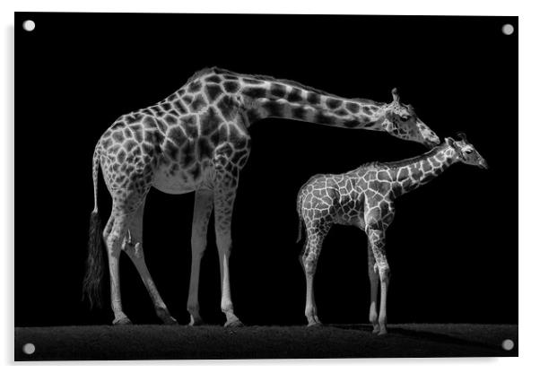 Mother and Baby Giraffe Acrylic by Abeselom Zerit
