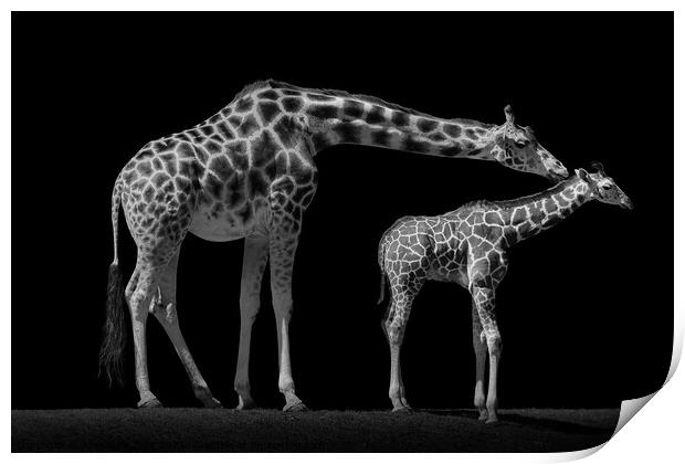 Mother and Baby Giraffe Print by Abeselom Zerit