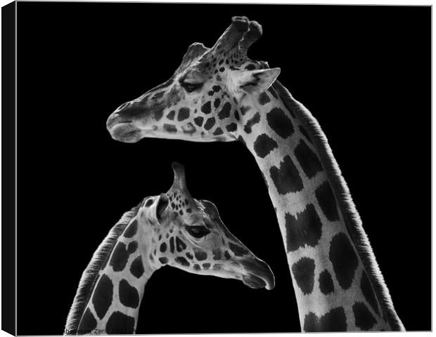 Mother Baringo Giraffe and Calf Canvas Print by Abeselom Zerit