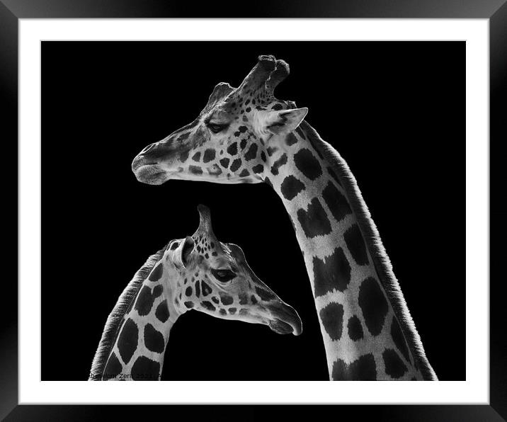Mother Baringo Giraffe and Calf Framed Mounted Print by Abeselom Zerit