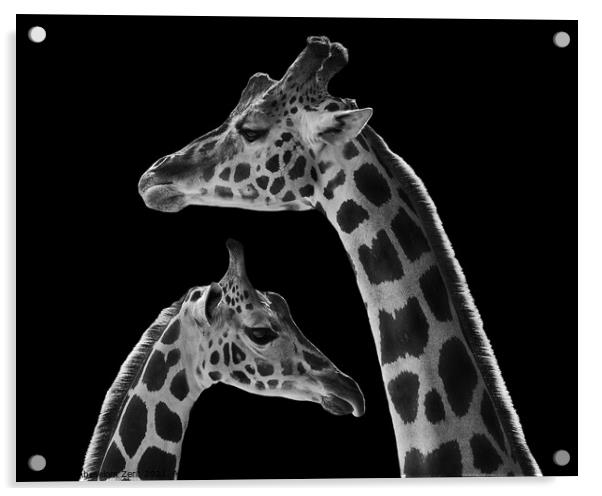 Mother Baringo Giraffe and Calf Acrylic by Abeselom Zerit