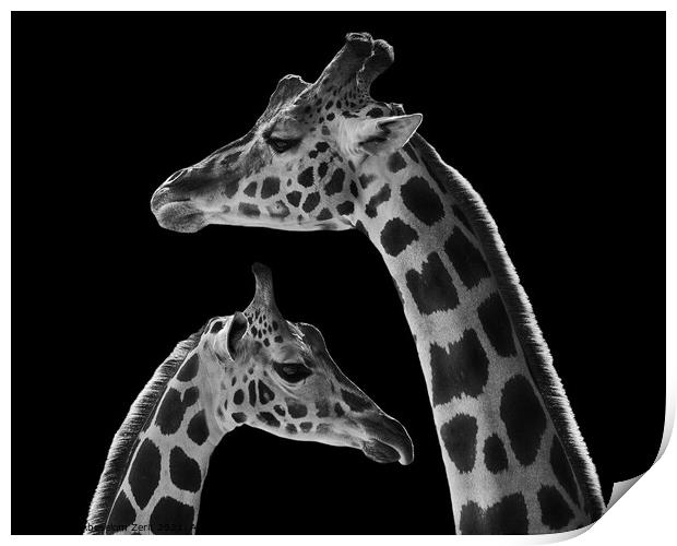 Mother Baringo Giraffe and Calf Print by Abeselom Zerit