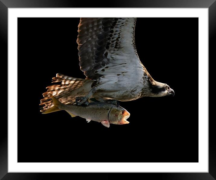 Osprey Catch Closeup II Framed Mounted Print by Abeselom Zerit