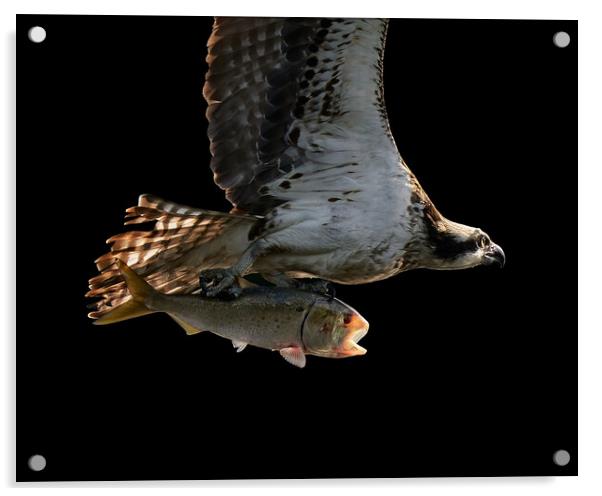 Osprey Catch Closeup II Acrylic by Abeselom Zerit