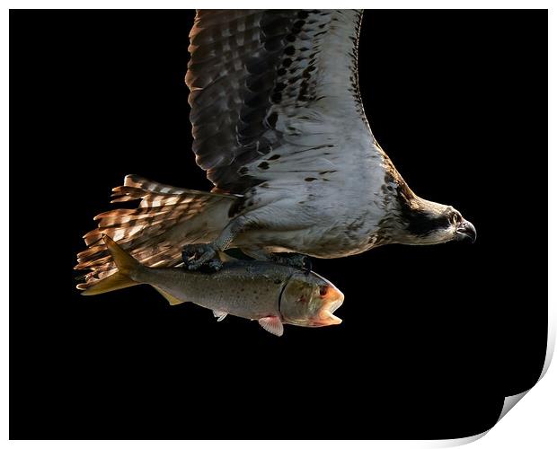 Osprey Catch Closeup II Print by Abeselom Zerit