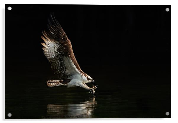 Osprey Dive IX Acrylic by Abeselom Zerit