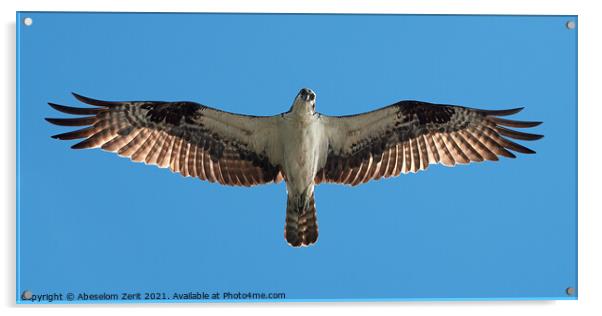 Osprey Flight XII Acrylic by Abeselom Zerit