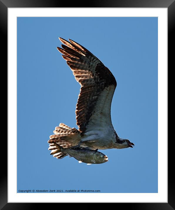 Osprey in Flight With Catch XXIV Framed Mounted Print by Abeselom Zerit