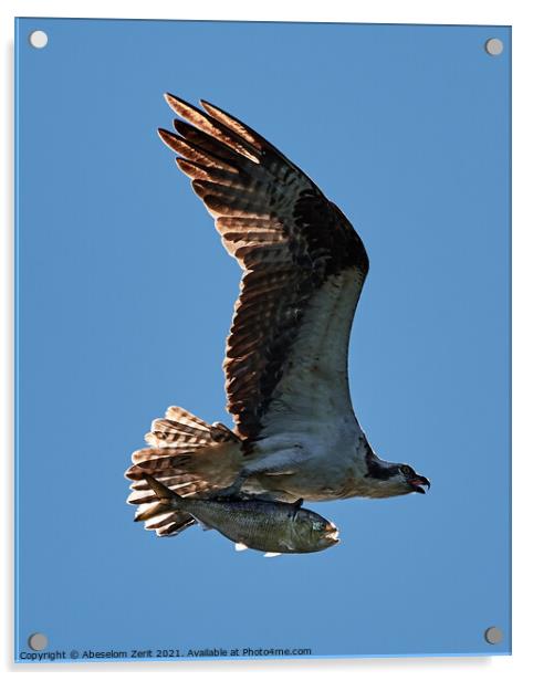 Osprey in Flight With Catch XXIV Acrylic by Abeselom Zerit