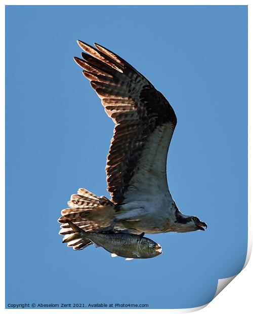 Osprey in Flight With Catch XXIV Print by Abeselom Zerit