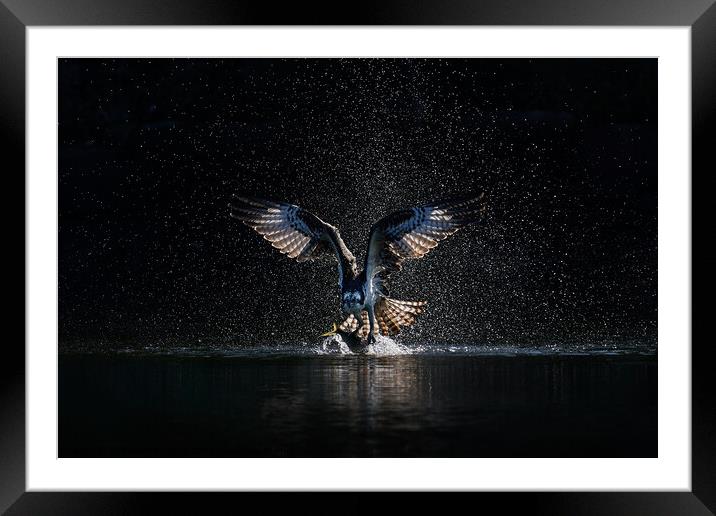 Osprey Takeoff XIX Framed Mounted Print by Abeselom Zerit