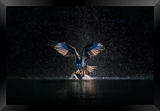 Osprey Takeoff XIX Framed Print by Abeselom Zerit