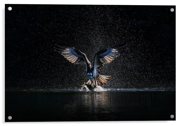 Osprey Takeoff XIX Acrylic by Abeselom Zerit