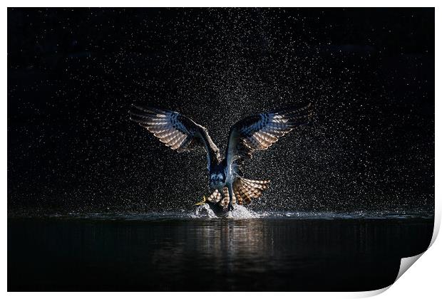 Osprey Takeoff XIX Print by Abeselom Zerit