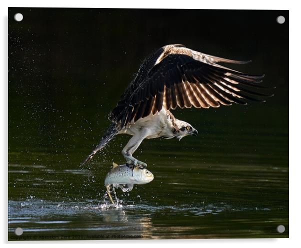 Osprey Takeoff XVIII Acrylic by Abeselom Zerit