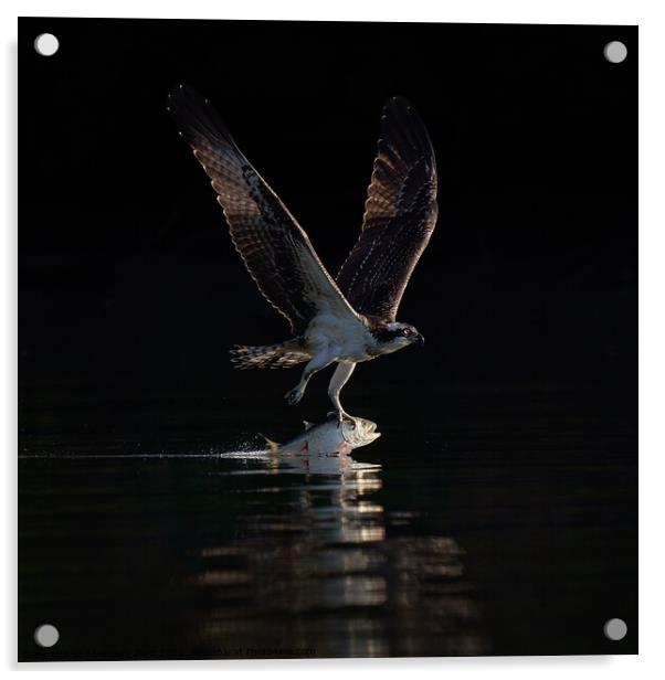 Osprey Takeoff XX Acrylic by Abeselom Zerit