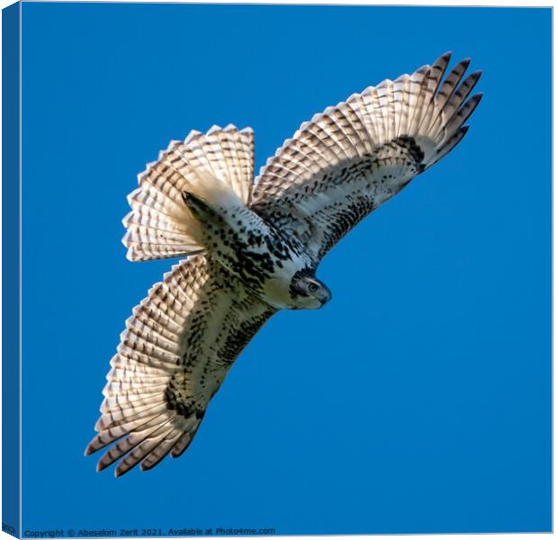 Red-Tailed Hawk in Flight Canvas Print by Abeselom Zerit