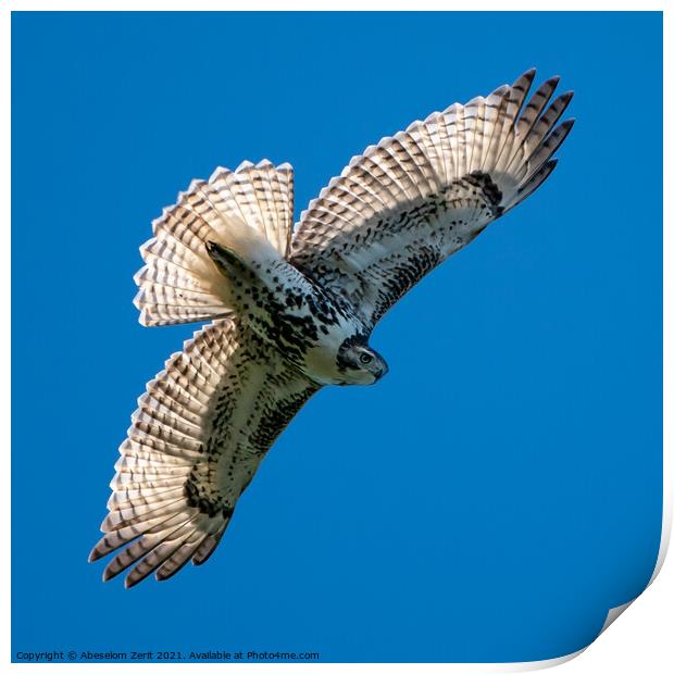 Red-Tailed Hawk in Flight Print by Abeselom Zerit