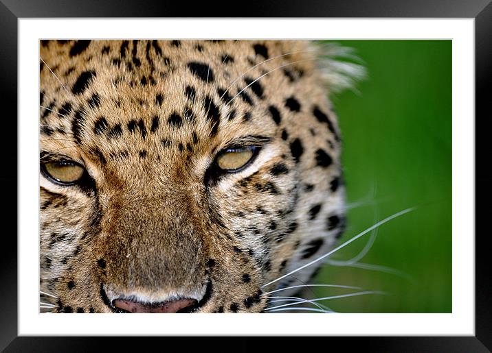 Amur Leopard Framed Mounted Print by Robin Lodge