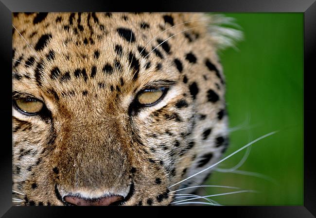 Amur Leopard Framed Print by Robin Lodge