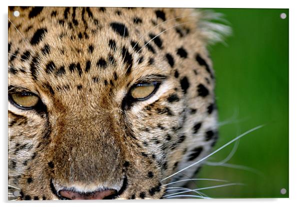 Amur Leopard Acrylic by Robin Lodge
