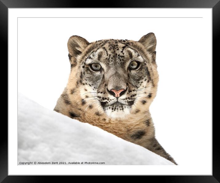 Resting Snow Leopard III Framed Mounted Print by Abeselom Zerit