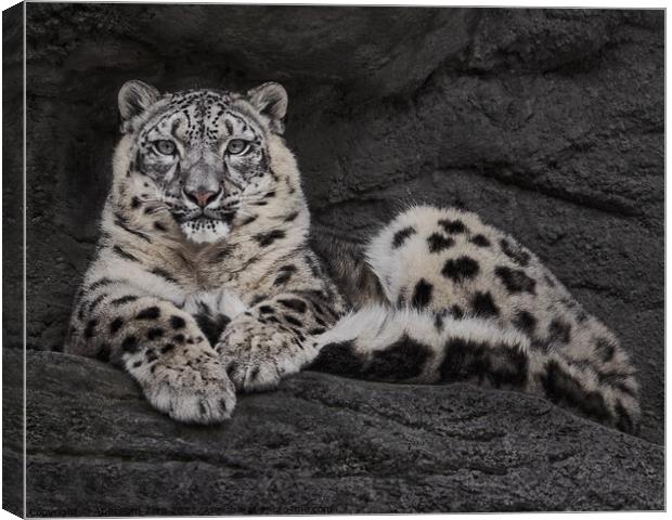 Resting Snow Leopard Canvas Print by Abeselom Zerit