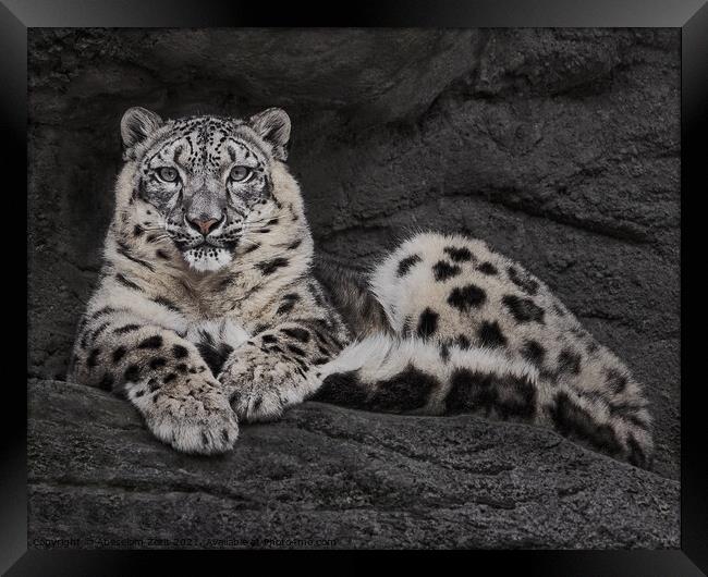 Resting Snow Leopard Framed Print by Abeselom Zerit
