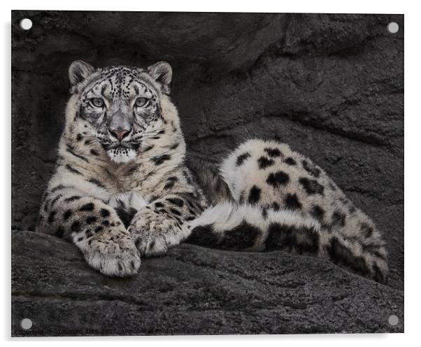 Resting Snow Leopard Acrylic by Abeselom Zerit