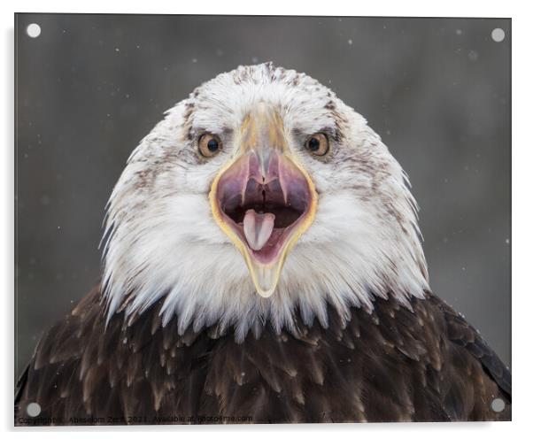 Screeching Bald Eagle III Acrylic by Abeselom Zerit