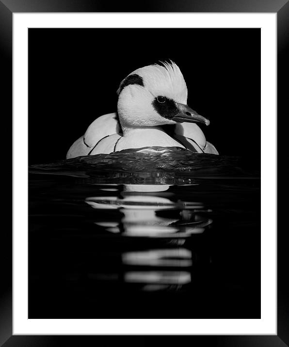 Smew II Framed Mounted Print by Abeselom Zerit