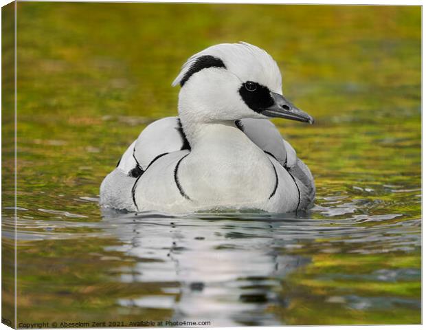 Smew III Canvas Print by Abeselom Zerit