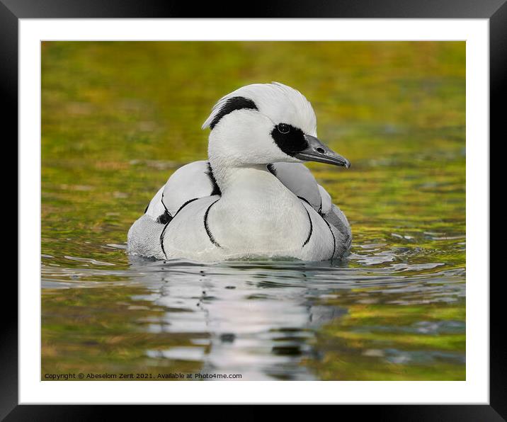 Smew III Framed Mounted Print by Abeselom Zerit