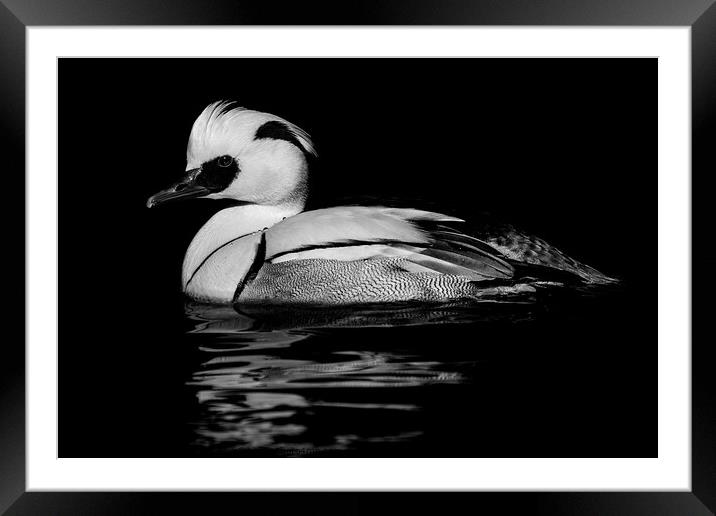 Smew Framed Mounted Print by Abeselom Zerit