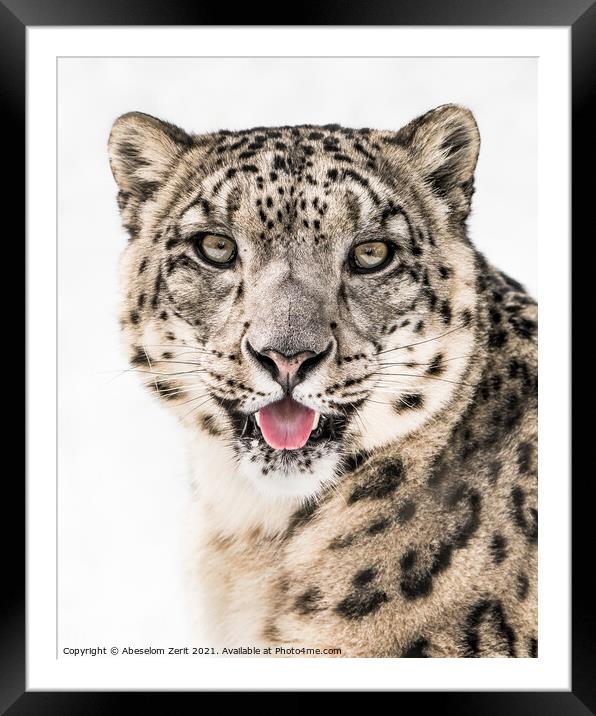 Snow Leopard Closeup II Framed Mounted Print by Abeselom Zerit