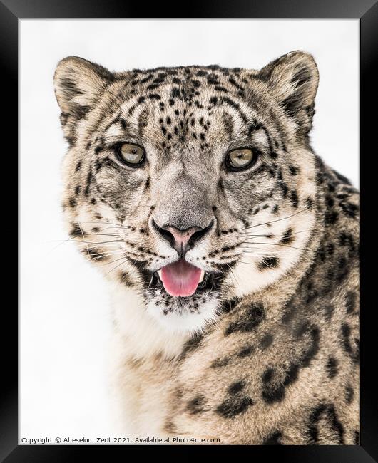 Snow Leopard Closeup II Framed Print by Abeselom Zerit