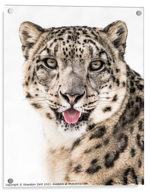 Snow Leopard Closeup II Acrylic by Abeselom Zerit