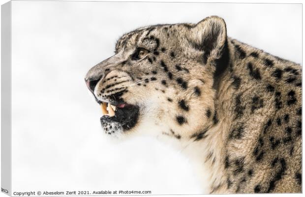 Snow Leopard in Profile Canvas Print by Abeselom Zerit