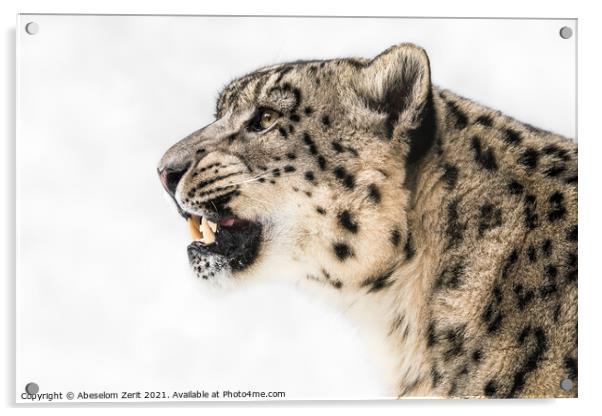 Snow Leopard in Profile Acrylic by Abeselom Zerit