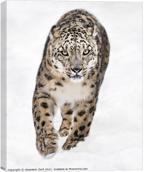 Snow Leopard on the Prowl XVI Canvas Print by Abeselom Zerit